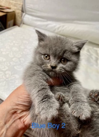 dolcissimi cuccioli di british shorthair