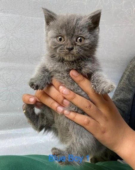 dolcissimi cuccioli di british shorthair | Foto 1
