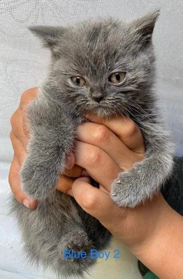 dolcissimi cuccioli di british shorthair | Foto 0