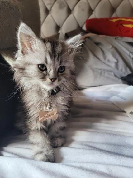 maine coon di razza maschio e femmina | Foto 1