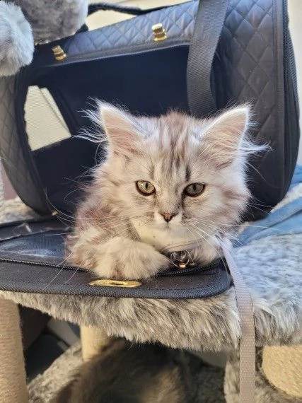 maine coon di razza maschio e femmina