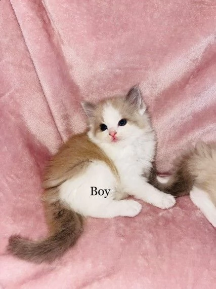 meravigliosi gattini ragdoll blu e seal