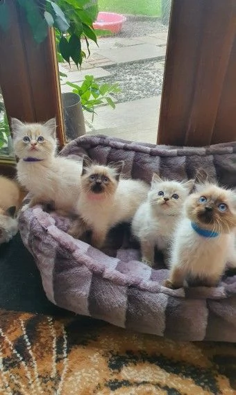 meravigliosi gattini ragdoll blu e seal | Foto 1