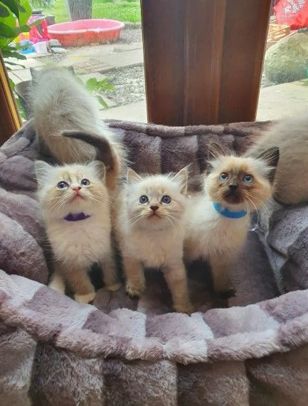 meravigliosi gattini ragdoll blu e seal | Foto 0