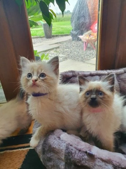 ragdoll gattini cuccioli | Foto 1