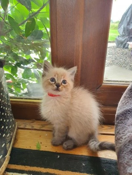 ragdoll gattini cuccioli | Foto 0