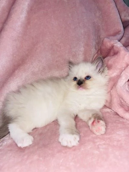 ragdoll gattini cuccioli