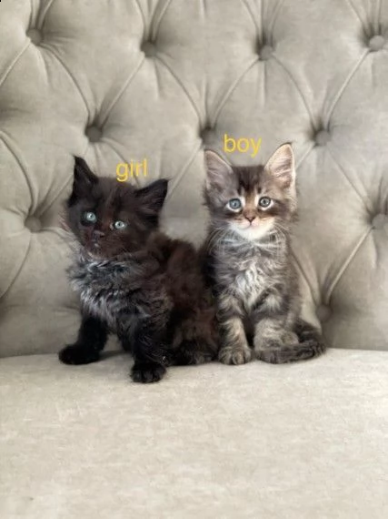 maine coon di pura razza | Foto 2