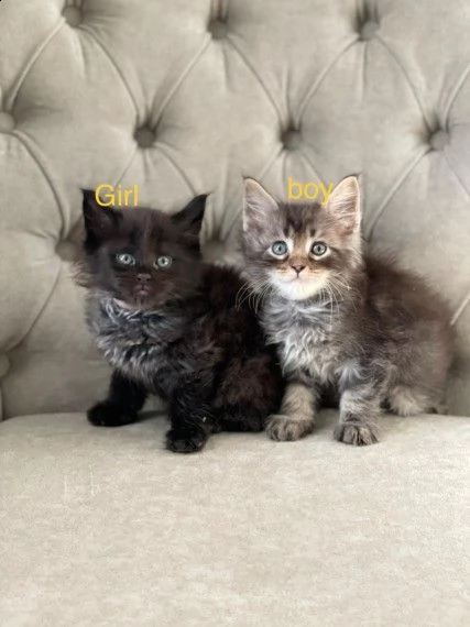 maine coon di pura razza | Foto 1