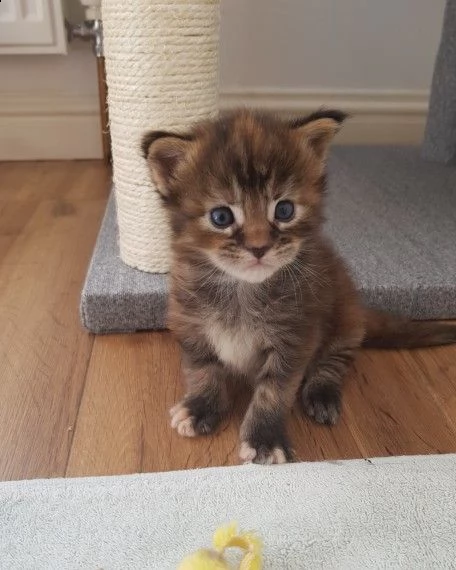 maine coon di pura razza