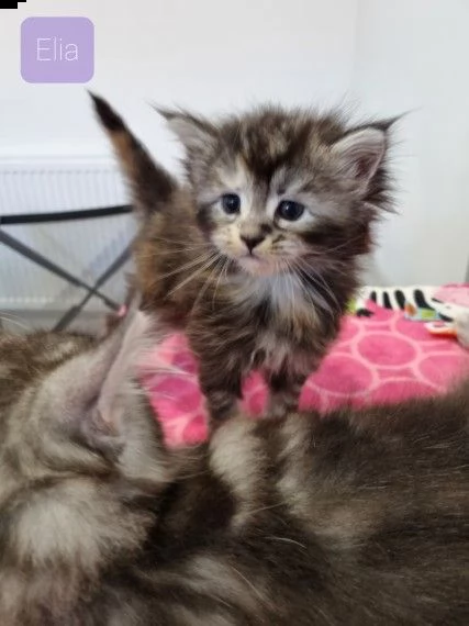 maine coon di pura razza | Foto 0