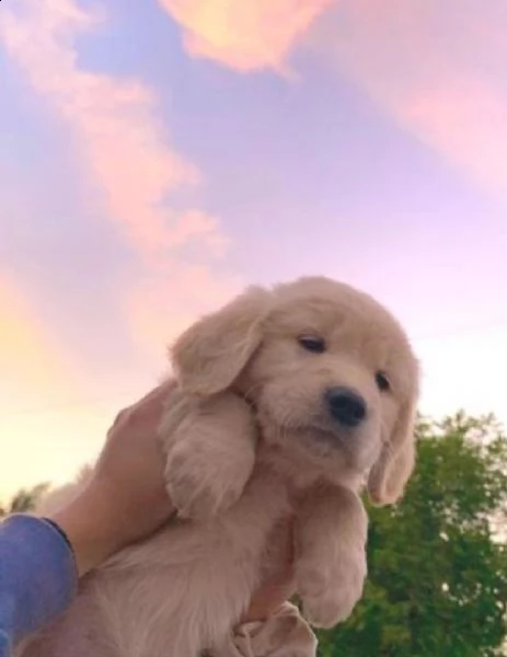   regalo cuccioli di golden retriver