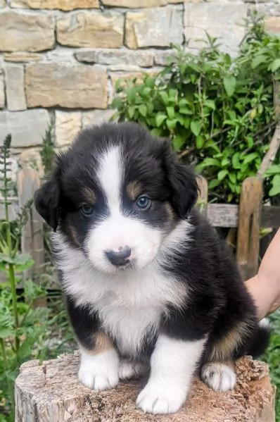 Cuccioli di Pastore Australiano  | Foto 3