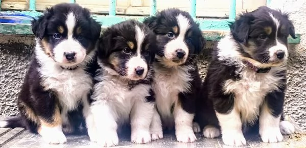 Cuccioli di Pastore Australiano  | Foto 2