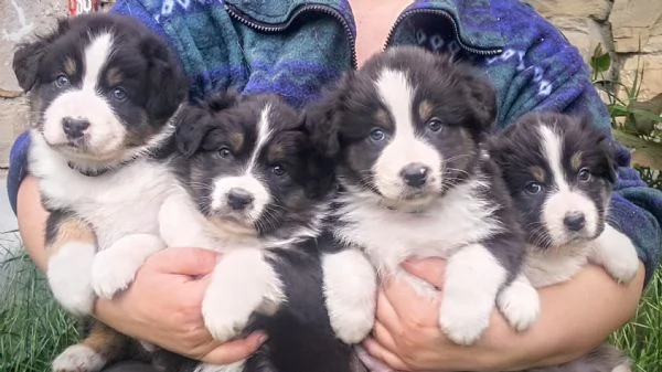 Cuccioli di Pastore Australiano 