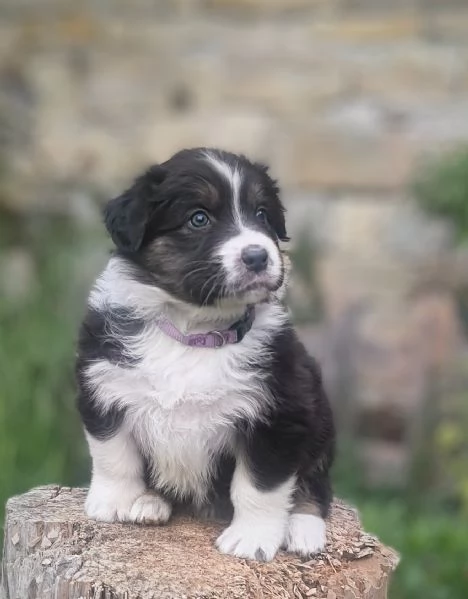 Cuccioli di Pastore Australiano  | Foto 1