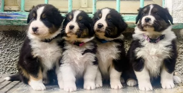 Cuccioli di Pastore Australiano  | Foto 0