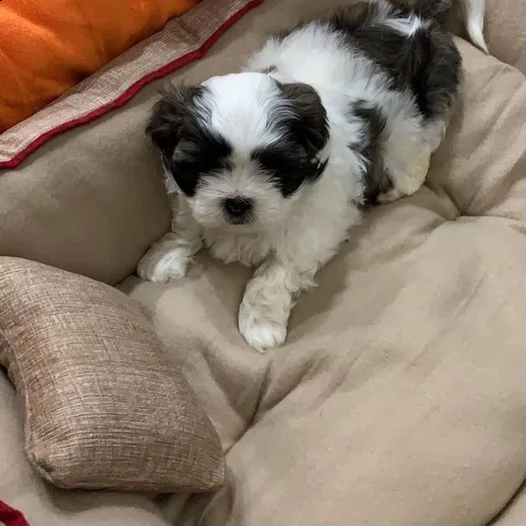 cucciolata di shih tzu