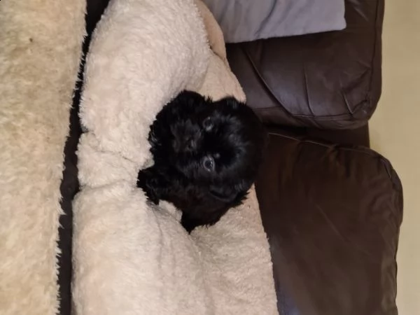bellissimo cuccioli shih tzu di razza pura | Foto 2
