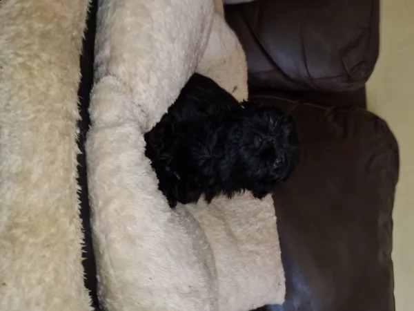 bellissimo cuccioli shih tzu di razza pura | Foto 1