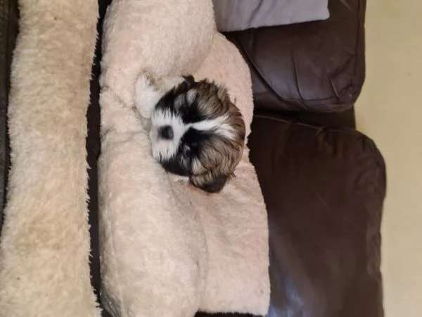 bellissimo cuccioli shih tzu di razza pura | Foto 0