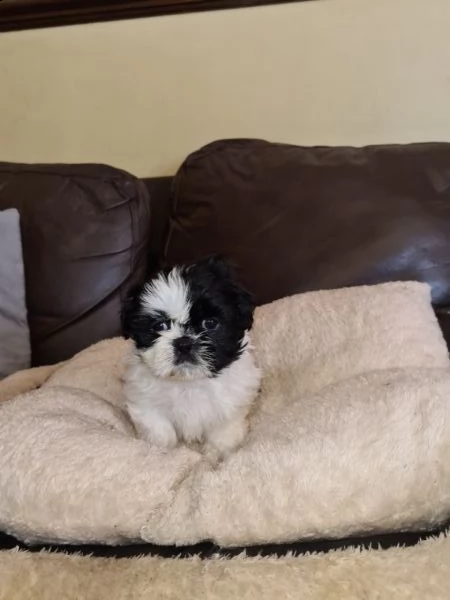 bellissimo cuccioli shih tzu di razza pura