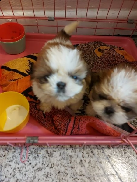 cuccioli dolce di shihtzu di 2 mesi