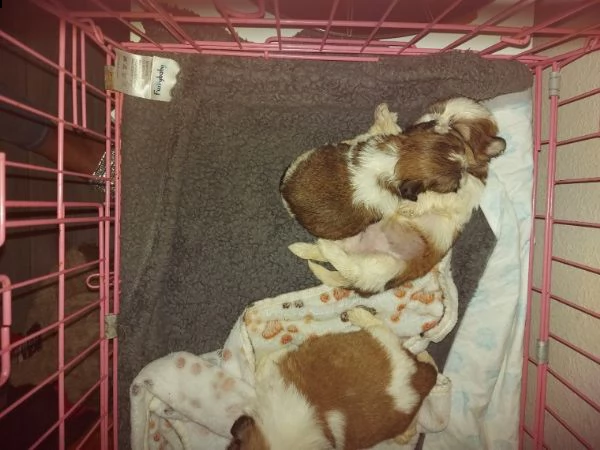 cuccioli dolce di shihtzu di 2 mesi | Foto 1