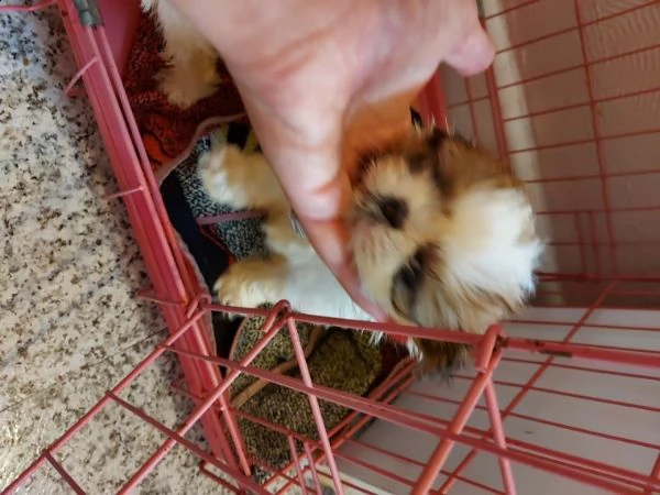 cuccioli dolce di shihtzu di 2 mesi | Foto 0