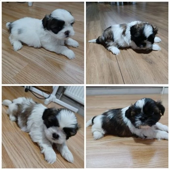 cuccioli di shihtzu tricolore
