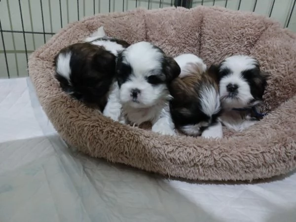 cuccioli di shihtzu tricolore | Foto 0