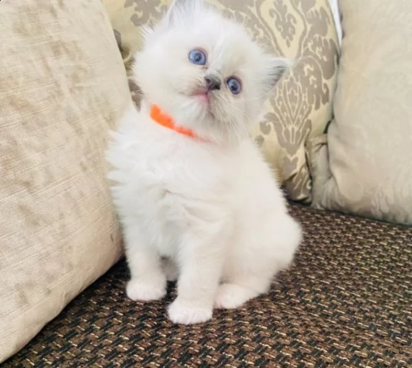 ragdoll gattini per adozione | Foto 2