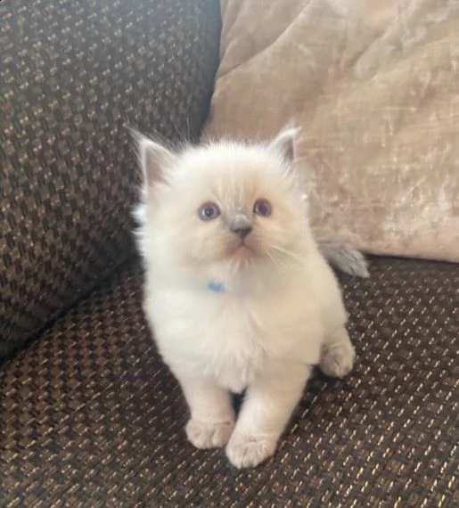 ragdoll gattini per adozione | Foto 1