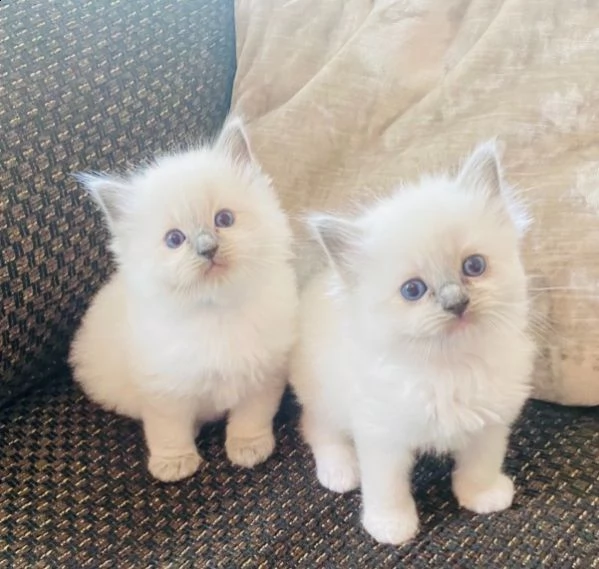 ragdoll gattini per adozione