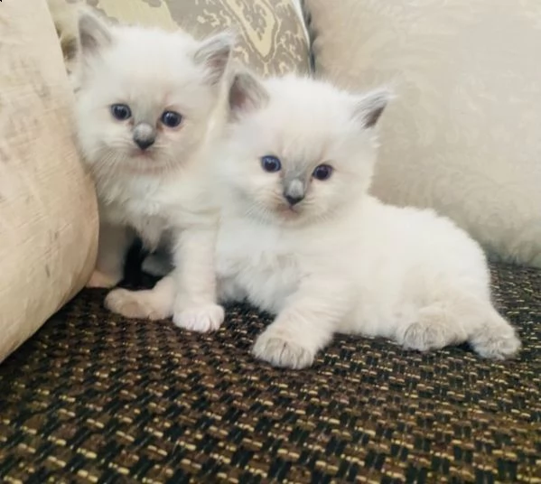 ragdoll gattini per adozione | Foto 0