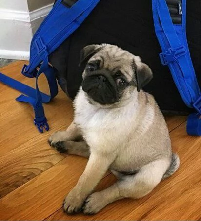 :!?cucciolo calino da privato???/// | Foto 0