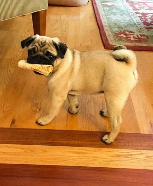 regalo cucciolo calino da volontario | Foto 0