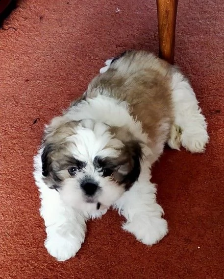cuccioli di 60 giorni shih tzu