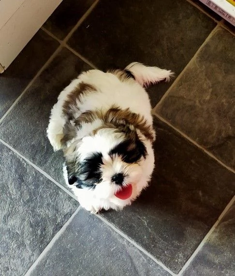 cuccioli di 60 giorni shih tzu | Foto 1