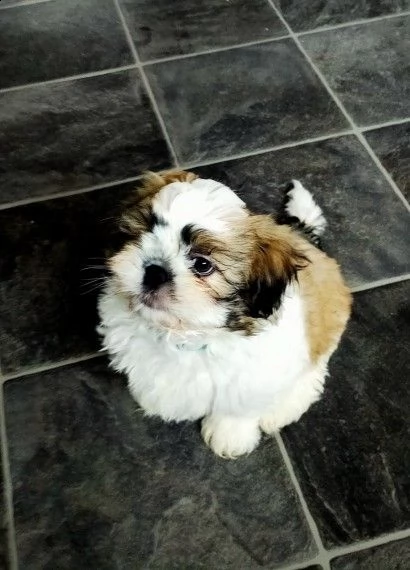 cuccioli di 60 giorni shih tzu | Foto 0