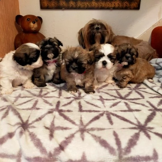 shihtzu cucciolini con due vaccinazioni | Foto 1