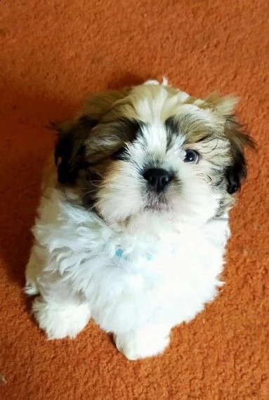 shihtzu cucciolini con due vaccinazioni | Foto 0