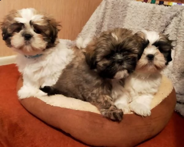 shihtzu cucciolini con due vaccinazioni