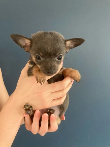 piccole di chihuahua toy di due mesi | Foto 1