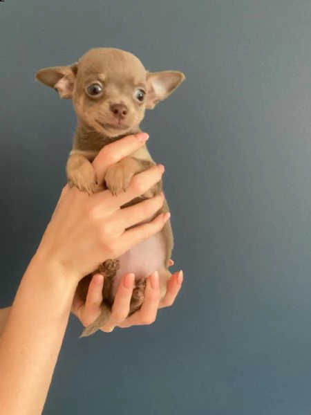 piccole di chihuahua toy di due mesi | Foto 0