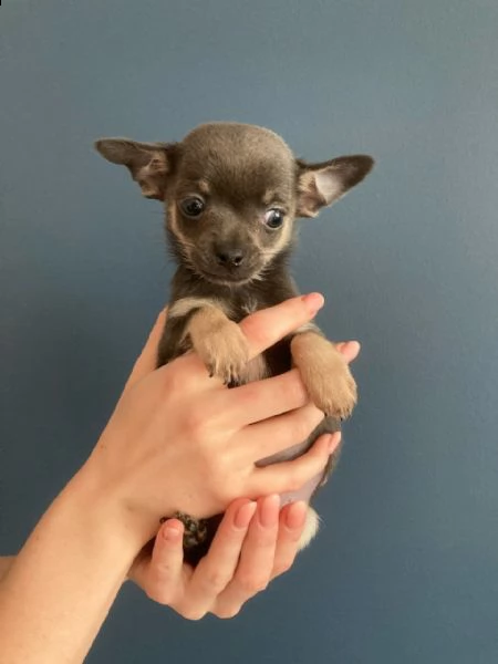 piccole di chihuahua toy di due mesi