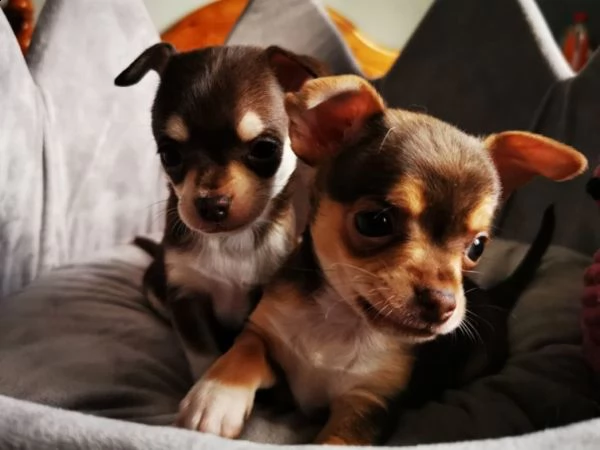 piccoli cuccioli di chihuahua al cioccolato | Foto 1