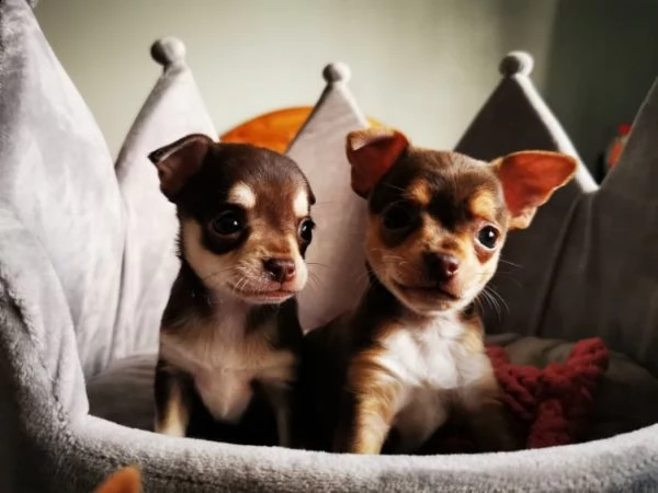 piccoli cuccioli di chihuahua al cioccolato