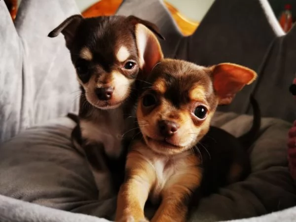 piccoli cuccioli di chihuahua al cioccolato | Foto 0