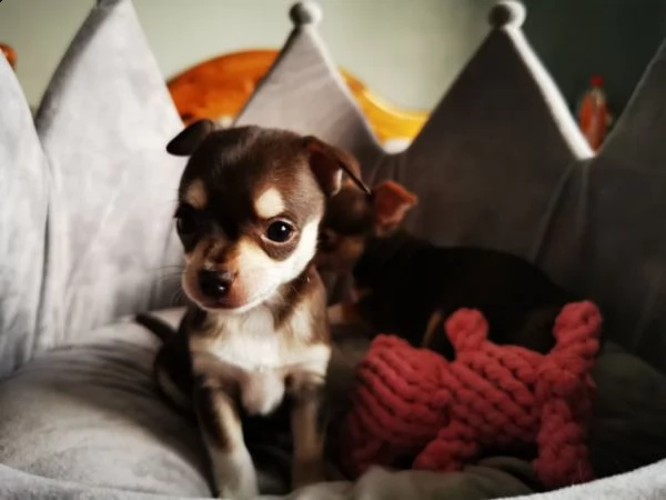 chihuahua mini toy di 2 mesi  | Foto 1